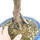 Pokojová bonsai - Syzygium - Pimentovník - 2/3