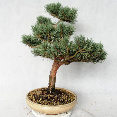 Venkovní bonsai - Pinus sylvestris Watereri  - Borovice lesní VB2019-26868 - 2