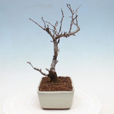 Venkovní bonsai - Blýskalka chlupatá - Photinia villosa - 2