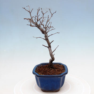 Venkovní bonsai - Blýskalka chlupatá - Photinia villosa - 2