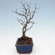 Venkovní bonsai - Blýskalka chlupatá - Photinia villosa - 2/5