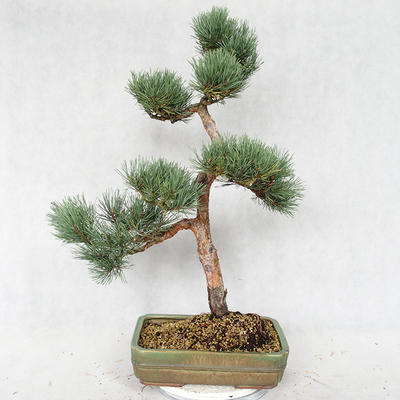 Venkovní bonsai - Pinus sylvestris Watereri  - Borovice lesní VB2019-26877 - 2