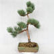 Venkovní bonsai - Pinus sylvestris Watereri  - Borovice lesní VB2019-26877 - 2/4