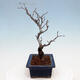 Venkovní bonsai - Blýskalka chlupatá - Photinia villosa - 2/5