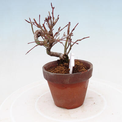 Venkovní bonsai  Acer palmatum - Javor dlanitolistý - 2