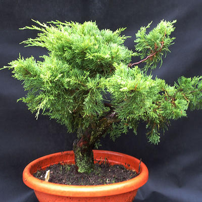 Jalovec - Juniperus sabina NO-28 - 2