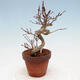 Venkovní bonsai  Acer palmatum - Javor dlanitolistý - 2/4