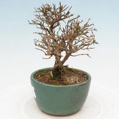 Venkovní bonsai - Ligustrum obtusifolium - Ptačí zob tupolistý - 2