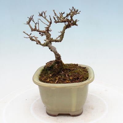 Venkovní bonsai - Ligustrum obtusifolium - Ptačí zob tupolistý - 2