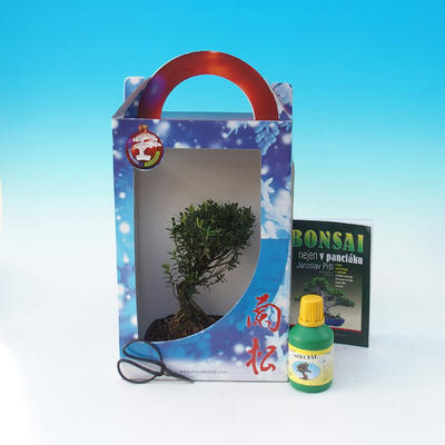 Pokojová bonsai v dárkové krabičce, Buxus harlandii - Pokojový buxus  - 2