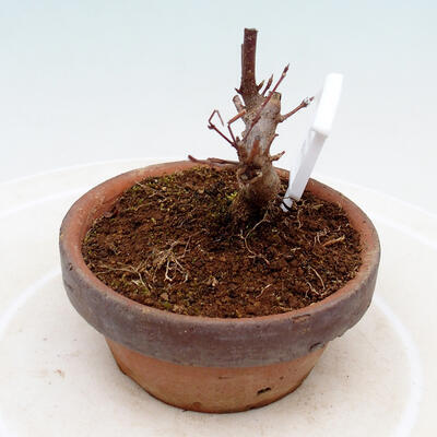 Venkovní bonsai - Javor Buergerianum - Javor Burgerův - 2