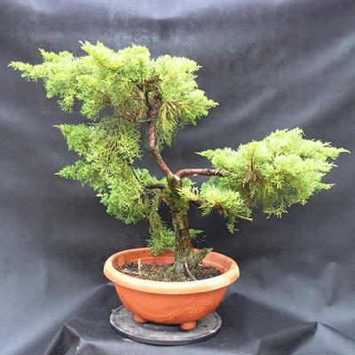 Jalovec - Juniperus sabina NO-29 - 2