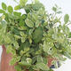 Pokojová bonsai -Ligustrum variegata - Ptačí zob - 2/4