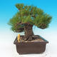 Venkovní bonsai - Pinus thunbergii - Borovice thunbergova - 2/6