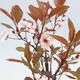 Venkovní bonsai - Prunus ceras Nigra - Slivoň - 2/2