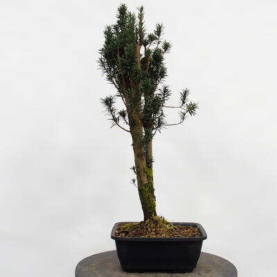 Venkovní bonsai - Taxus cuspidata  - Tis japonský - 2