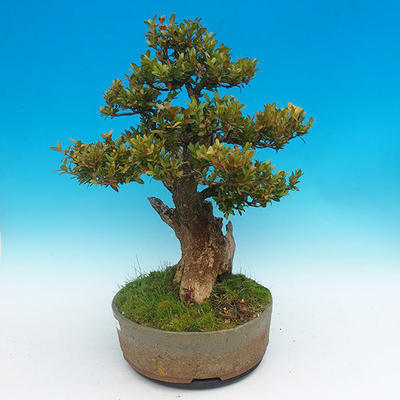 Venkovní bonsai -Zimostrás VB14302 - 2