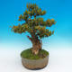Venkovní bonsai -Zimostrás VB14302 - 2/5