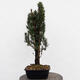 Venkovní bonsai - Taxus cuspidata  - Tis japonský - 2/5