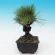 Venkovní bonsai - Pinus thunbergii corticosa - borovice korková - 2/4
