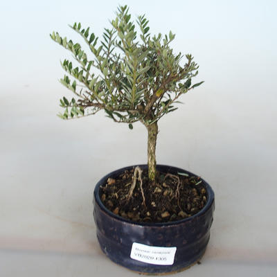 Venkovní bonsai-Lonicera nitida siver Beauty-Zimolez - 2