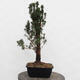 Venkovní bonsai - Taxus cuspidata  - Tis japonský - 2/5