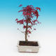 Venkovní bonsai - Javor palmatum DESHOJO - Javor dlanitolistý - 2/2