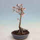 Venkovní bonsai - Prunus incisa Kojou-no mai-Slivoň vyříznutá - 2/5
