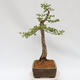 Venkovní bonsai - Larix decidua - Modřín opadavý - 2/5