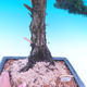Venkovní bonsai-Juniperus chinenssis-Jalovec čínský - 2/6