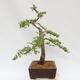 Venkovní bonsai - Larix decidua - Modřín opadavý - 2/4