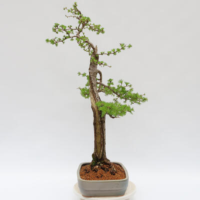 Venkovní bonsai - Larix decidua - Modřín opadavý - POUZE PALETOVÁ PŘEPRAVA - 2