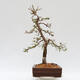 Venkovní bonsai - Larix decidua - Modřín opadavý - 2/5