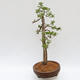 Venkovní bonsai - Larix decidua - Modřín opadavý - POUZE PALETOVÁ PŘEPRAVA - 2/5