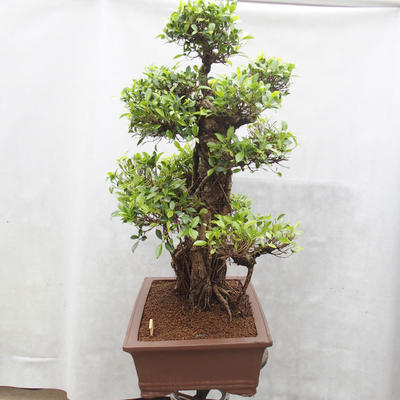Pokojová bonsai - malolistý fíkus - Ficus retusa Kimmen - 2