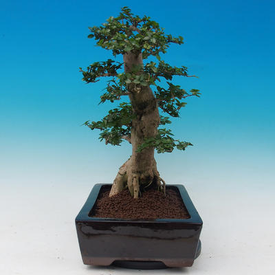 Pokojová bonsai -PREMNA MICROPHYLLA Kozlovoň malolistá - 2