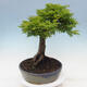 Venkovní bonsai -Javor dlanitolistý Acer palmatum Shishigashira - 2/6