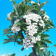 Venkovní bonsai-Pyracanta Teton -Hlohyně - 2/3