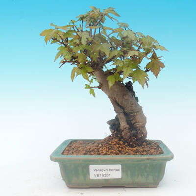 Shohin - Javor-Acer burgerianum na skále - 2