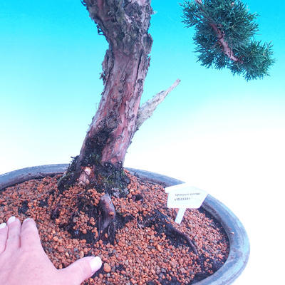 Venkovní bonsai-Juniperus chinenssis-Jalovec čínský - 2