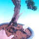 Venkovní bonsai-Juniperus chinenssis-Jalovec čínský - 2/3