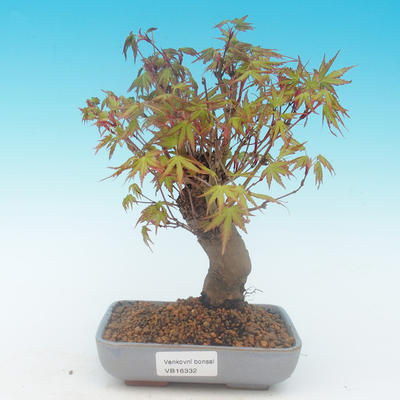 Shohin - Javor-Acer palmatum - 2