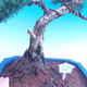Venkovní bonsai-Juniperus chinenssis-Jalovec čínský - 2/4