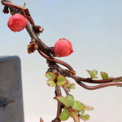 Venkovní bonsai - Kdoulovec japonský - 2
