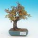 Shohin - Javor-Acer palmatum - 2/6
