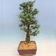Venkovní bonsai - Japonská azalka SATSUKI- Azalea BYAKUREN - 2/6