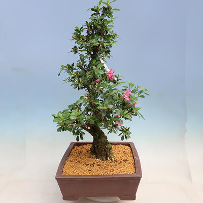 Venkovní bonsai - Japonská azalka SATSUKI- Azalea MOEKA - 2