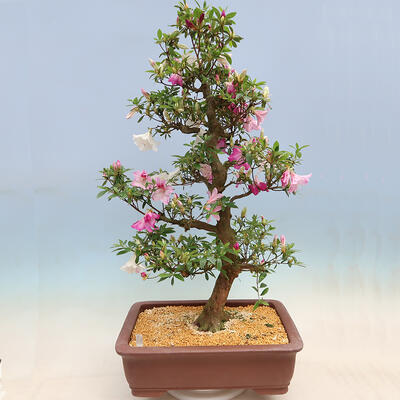 Venkovní bonsai - Japonská azalka SATSUKI- Azalea KINSHO - 2