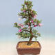 Venkovní bonsai - Japonská azalka SATSUKI- Azalea KINSHO - 2/7