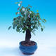 Venkovní bonsai -Mahalebka - Prunus mahaleb - 2/6